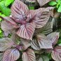 Top-Quality Purple Shiso Seeds 100+ Perilla Herb Asian Mint Cuisine Annual USA