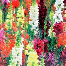 Premium Snapdragon Tall Mix Seeds 2500+ Tall Flower USA BRIGHT MIXED COLORS