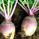 Top-Quality Laurentain Rutabaga Seeds 300+ Vegetable Brassica Napus NON-GMO USA