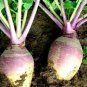 Top-Quality Laurentain Rutabaga Seeds 300+ Vegetable Brassica Napus NON-GMO USA