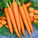 Best-Selling Tendersweet Carrot Seeds 1000+ Vegetable Garden NON-GMO USA SELLER