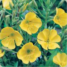 Top-Quality Evening Primrose Seeds 500+ Yellow Flower USA DWARF PERENNIAL
