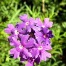 Best-Selling Purple Moss Verbena Seeds 300+ Violet Annual FLOWER GROUND COVER USA