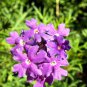 Best-Selling Purple Moss Verbena Seeds 300+ Violet Annual FLOWER GROUND COVER USA