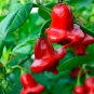 Limited Edition Bishop's Crown Hot Pepper Seeds 15+ Capsicum Annuum Vegetable NON-GMO