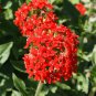 Best-Selling Maltese Cross Seeds 300+ Lychnis Chalcedonica Flower Perennial USA
