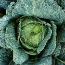 Premium Savoy Cabbage Seeds 300+ Vegetable Garden Heirloom NON-GMO USA