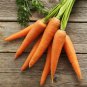 Best-Selling Little Finger Carrot Seeds 1000+ Vegetable Garden HEIRLOOM NON-GMO