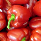 Best-Selling Big Red Sweet Pepper Seeds 25+ Capsicum Anuum Vegetable HEIRLOOM USA