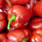 Best-Selling Big Red Sweet Pepper Seeds 25+ Capsicum Anuum Vegetable HEIRLOOM USA