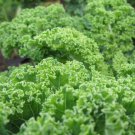 Premium Kale Dwarf Blue Curled Seeds 500+ Vegetable NON-GMO USA SELLER