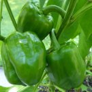 Exclusive Emerald Giant Bell Pepper Seeds 50+ Sweet Vegetable Garden NON-GMO USA