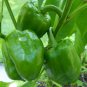 Exclusive Emerald Giant Bell Pepper Seeds 50+ Sweet Vegetable Garden NON-GMO USA
