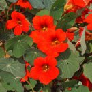 Best-Selling Nasturtium Seeds Empress Of India 30 Ct Dwarf Flower ANNUAL WILDFLOWER