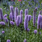 Exclusive Gayfeather Seeds 100+ SPIKED Liatris Spicata Flower BUTTERFLIES BEES