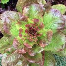 Limited Edition Rouge D'Hiver Lettuce Seeds 600+ French Romaine Vegetable NON-GMO