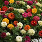 Exclusive State Fair Zinnia Seeds 100+ Flower Elegans Annual MIXED USA SELLER