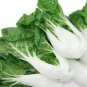 Best-Selling Pak Choi Cabbage Seeds 500+ White Stem Chinese NON-GMO USA