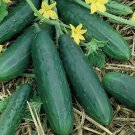 Top-Quality Spacemaster Cucumber Seeds 60+ Ct Vegetable Garden Ct NON-GMO USA