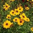 Best-Selling Golden Wave Tickseed Seeds 300+ Coreopsis Basalis Annual Flower USA