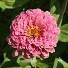 New Arrival Pink Luminosa Zinnia Seeds 200+ Flower Elegans Garden USA SELLER