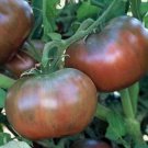 Exclusive Cherokee Purple Tomato Seeds 50 Ct Vegetable HEIRLOOM NON-GMO USA