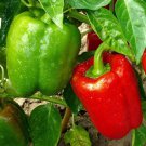 New Arrival California Wonder Bell Pepper Seeds 100+ Sweet Vegetable NON-GMO