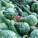 Exclusive Gourd Seeds Speckled Swan 5 Ct Bottle Goose NON-GMO USA SELLER