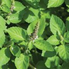 Top-Quality Holy Basil Seeds 200+ Green Leaf Herb Ocimum Sanctum Medicinal USA
