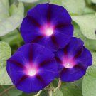 Limited Edition Morning Glory Grandpa Ott Seeds 30+ Purple Flower Vine Ipomoea Purpurea USA