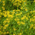 Best-Selling Rue Seeds 150+ Common Herb REPELLENT HEIRLOOM NON-GMO USA SELLER