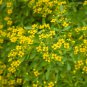 Best-Selling Rue Seeds 150+ Common Herb REPELLENT HEIRLOOM NON-GMO USA SELLER