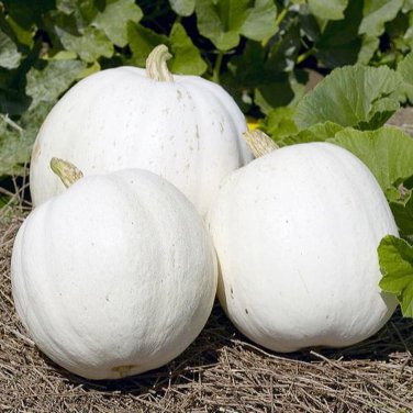 Premium Casper Pumpkin Seeds 10 Ct White Cucurbito Pepo Vegetable Garden USA