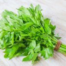 Exclusive Lovage Seeds 250+ Common Herb HEIRLOOM PERENNIAL NON-GMO US SELLER