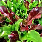 Best-Selling Mesclun Mix Seeds 600+ Lettuce Mustard Tatsoi Mizuna Kale Arugula