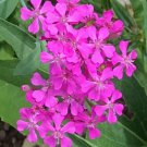 Limited Edition None So Pretty Catchfly Seeds 1000+ Annual FLOWER Silene Armeria USA