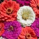 Exclusive Under The Sea Zinnia Seeds 100+ Flower Elegans Annual MIXED USA SELLER