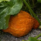 Premium Squash Seeds Golden Hubbard 15 Ct Winter Vegetable NON-GMO USA