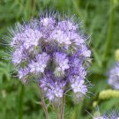 Premium Lacy Phacelia Seeds 250+ Phacelia Tanacetifoli Annual FLOWER BEES USA