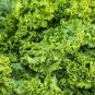 Limited Edition Old Fashioned Mustard Seeds 600+ Greens Vegetable Garden NON-GMO
