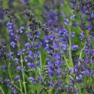 Top-Quality Blue Sage Seeds 100+ Salvia Farinacea Herb NON-GMO PERENNIAL USA