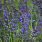Top-Quality Blue Sage Seeds 100+ Salvia Farinacea Herb NON-GMO PERENNIAL USA