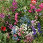 Limited Edition Partial Shade Wildflower Mix Seeds 200+ COLORFUL MIXTURE Annual Perennial USA