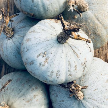 New Arrival Sweet Meat Squash Seeds 15 Ct Winter Vegetable Garden NON-GMO USA