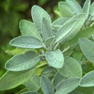 Limited Edition Sage Broadleaf Seeds 50 Ct Herb Garden NON-GMO AROMA PERENNIAL
