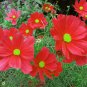 Top-Quality Cosmos Dazzler Seeds 100 Ct Red Flower USA SELLER ANNUAL Butterfly