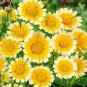 Limited Edition Garland Daisy Seeds 200+ Flower Chrysanthemum ANNUAL YELLOW WHITE