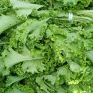 Exclusive Tendergreen Mustard Seeds 500+ Komatsuna Vegetable Spinach Greens