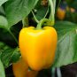Exclusive Canary Yellow Bell Pepper Seeds 50+ Capsicum Anuum Sweet Vegetable USA