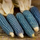 Premium Blue Miniature Popcorn Corn Seeds 25 Ct Vegetable NON-GMO Vegetable